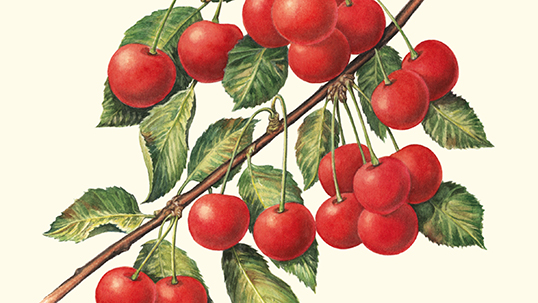 Chérie 櫻桃味小麥啤酒包裝設(shè)計(jì)-上海尚略包裝設(shè)計(jì)公司-瓶身標(biāo)簽插圖設(shè)計(jì)