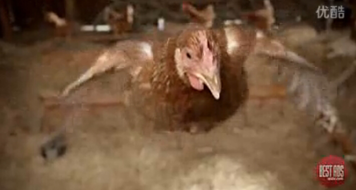 Tigerair航空公司會(huì)員俱樂(lè)部“會(huì)飛的雞篇“電視廣告