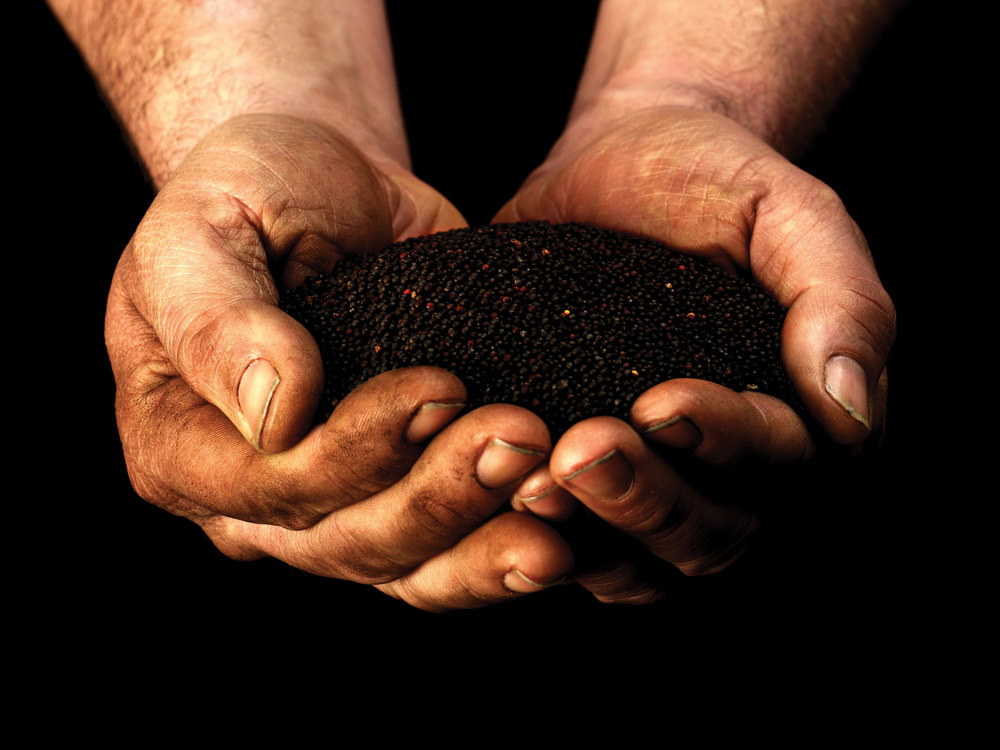 4.上海設(shè)計(jì)公司——多尼戈?duì)?Donegal Rapeseed Oil 菜籽油食用油原料-尚略廣告上海品牌設(shè)計(jì)公司包裝設(shè)計(jì)公司