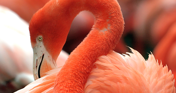 上海包裝設(shè)計公司設(shè)計欣賞：火烈鳥玫瑰酒包裝設(shè)計3