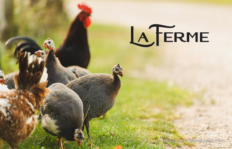 俄羅斯La Ferme珍珠雞與農(nóng)場(chǎng)標(biāo)志設(shè)計(jì)