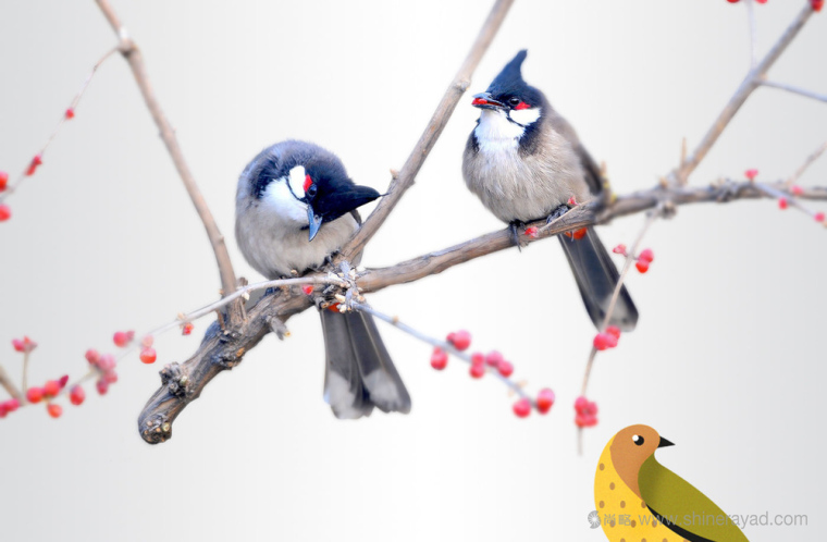Bonora小鳥插畫設(shè)計風格巧克力包裝設(shè)計-上海包裝設(shè)計公司國外包裝設(shè)計欣賞2