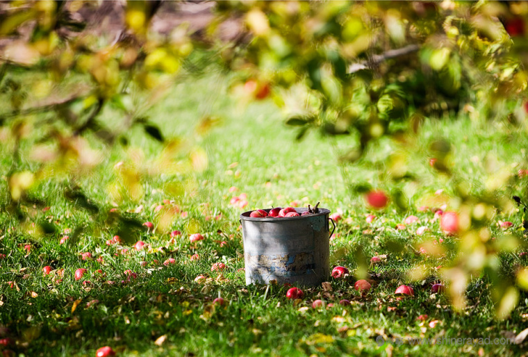 Yablok 有機(jī)蘋果干零食包裝設(shè)計-上海品牌策劃設(shè)計公司-6