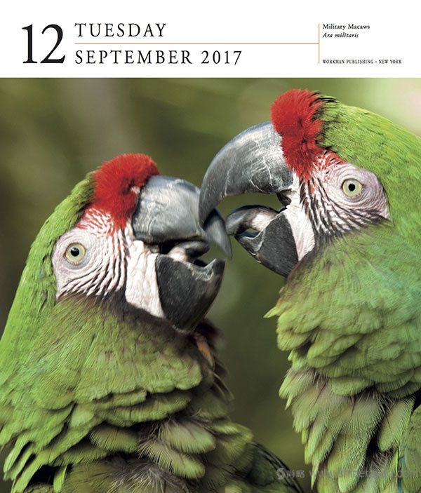 一頁(yè)一鳥日歷設(shè)計(jì)--2017年最佳臺(tái)歷設(shè)計(jì)靈感-上海品牌設(shè)計(jì)公司-上海平面設(shè)計(jì)公司