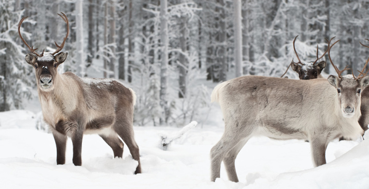絕對(duì)伏特加野生藍(lán)莓酒系列包裝設(shè)計(jì)-上海包裝設(shè)計(jì)公司設(shè)計(jì)欣賞3