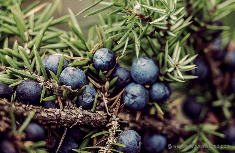 植物素描與水彩插畫CORNICA洗發(fā)水沐浴露清潔衛(wèi)生與天然化妝品包裝設(shè)計-上海包裝設(shè)計公司7