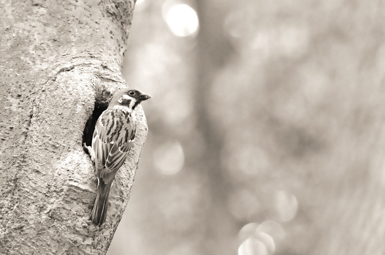 roost 美發(fā)沙龍logo設計－上海logo設計公司5