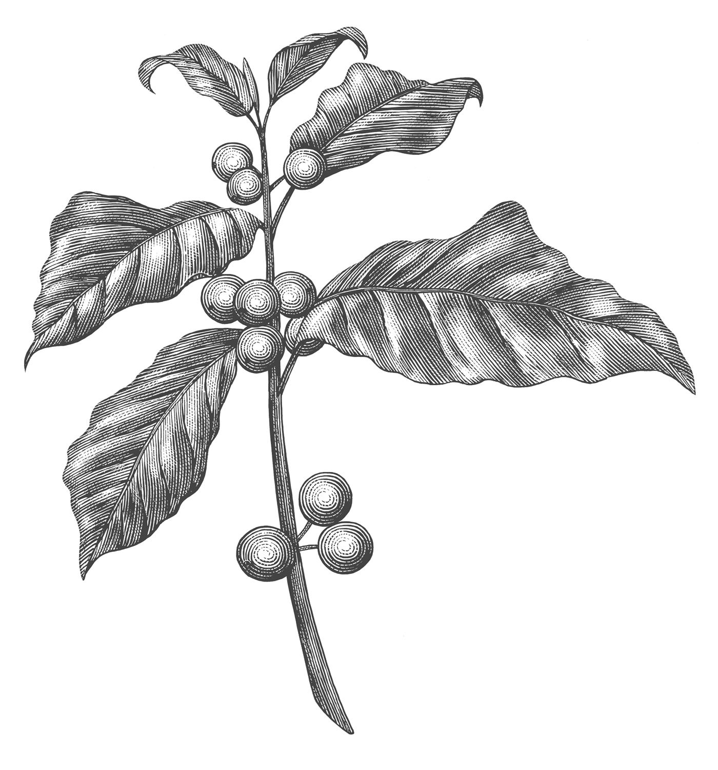 木版畫風(fēng)格星巴克冬季咖啡促銷宣傳插畫設(shè)計-上海品牌形象設(shè)計公司-上海平面設(shè)計公司 木版畫風(fēng)格星巴克冬季咖啡促銷宣傳插畫設(shè)計-上海品牌形象設(shè)計公司-上海平面設(shè)計公司