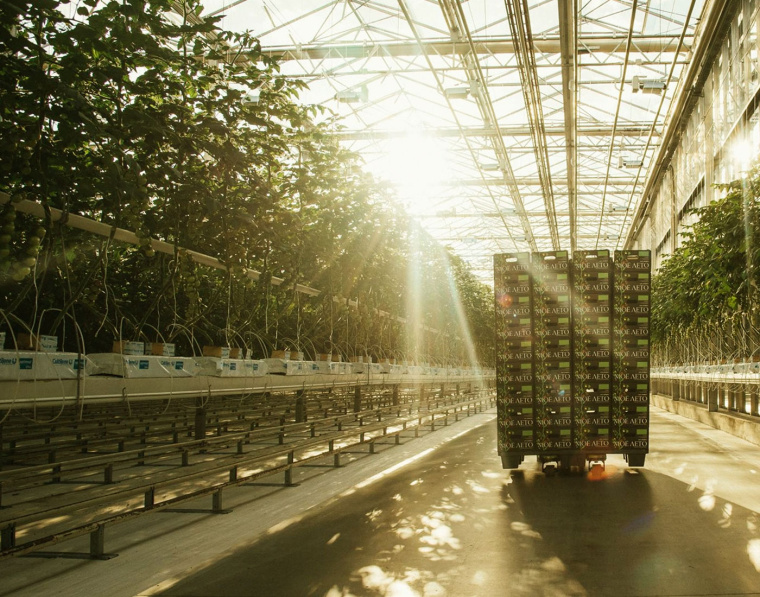 我的夏天品牌新鮮西紅柿蔬菜包裝設(shè)計-上海農(nóng)產(chǎn)品包裝設(shè)計公司 我的夏天品牌新鮮西紅柿蔬菜包裝設(shè)計-上海農(nóng)產(chǎn)品包裝設(shè)計公司