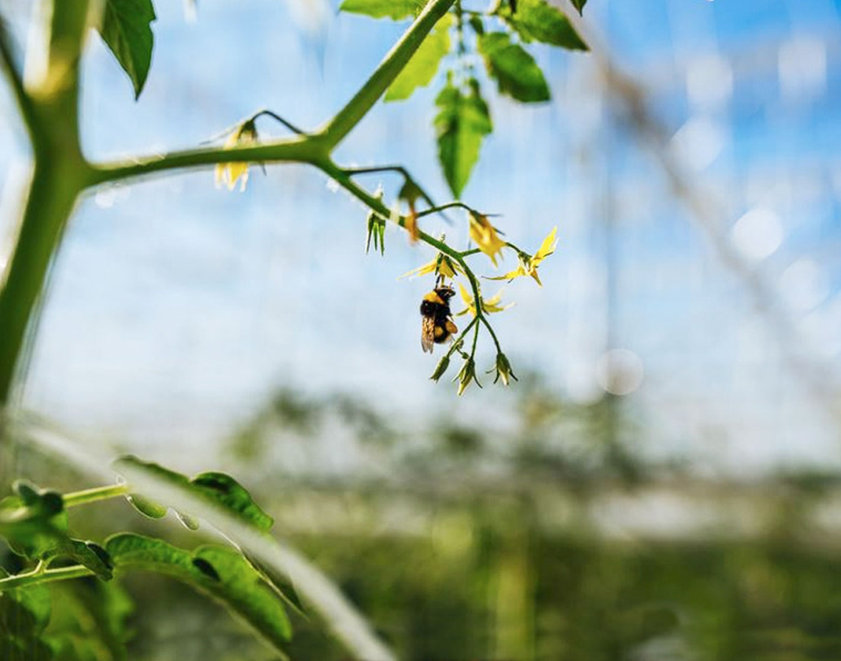 我的夏天品牌新鮮蔬菜包裝設(shè)計-上海農(nóng)產(chǎn)品包裝設(shè)計公司-上海農(nóng)業(yè)品牌策劃設(shè)計公司 我的夏天品牌新鮮蔬菜包裝設(shè)計-上海農(nóng)產(chǎn)品包裝設(shè)計公司-上海農(nóng)業(yè)品牌策劃設(shè)計公司
