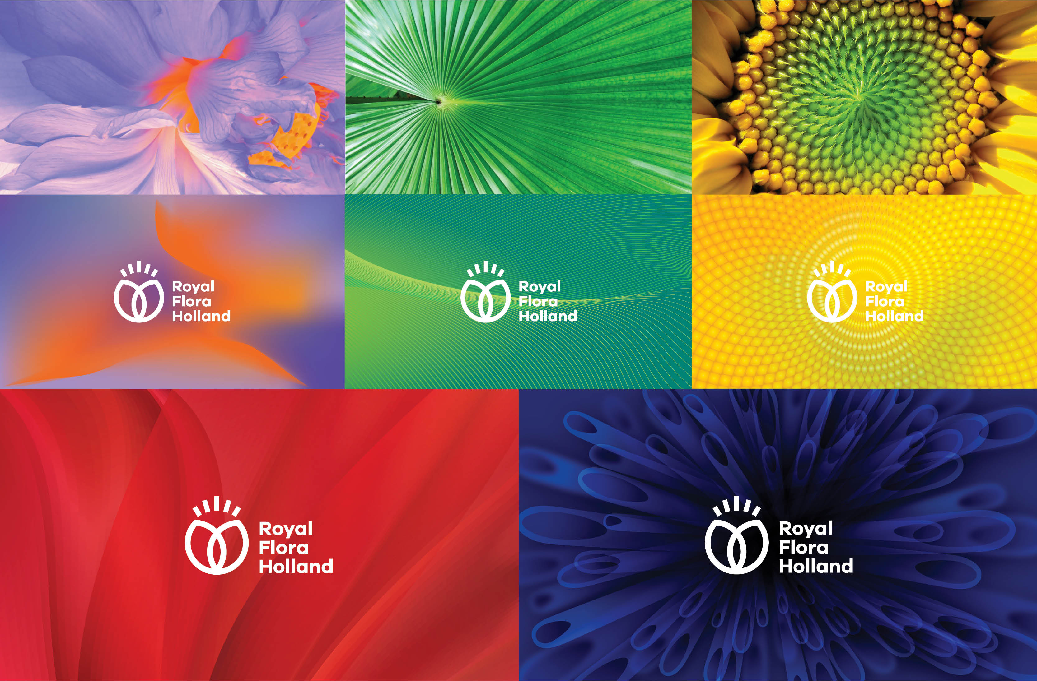 Royal Flora Holland 鮮花花卉種植合作社品牌logo設(shè)計(jì)-上海logo設(shè)計(jì)公司