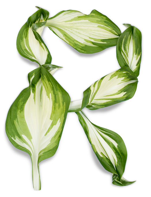 葉子創(chuàng)意英文字體設計-上海品牌設計公司