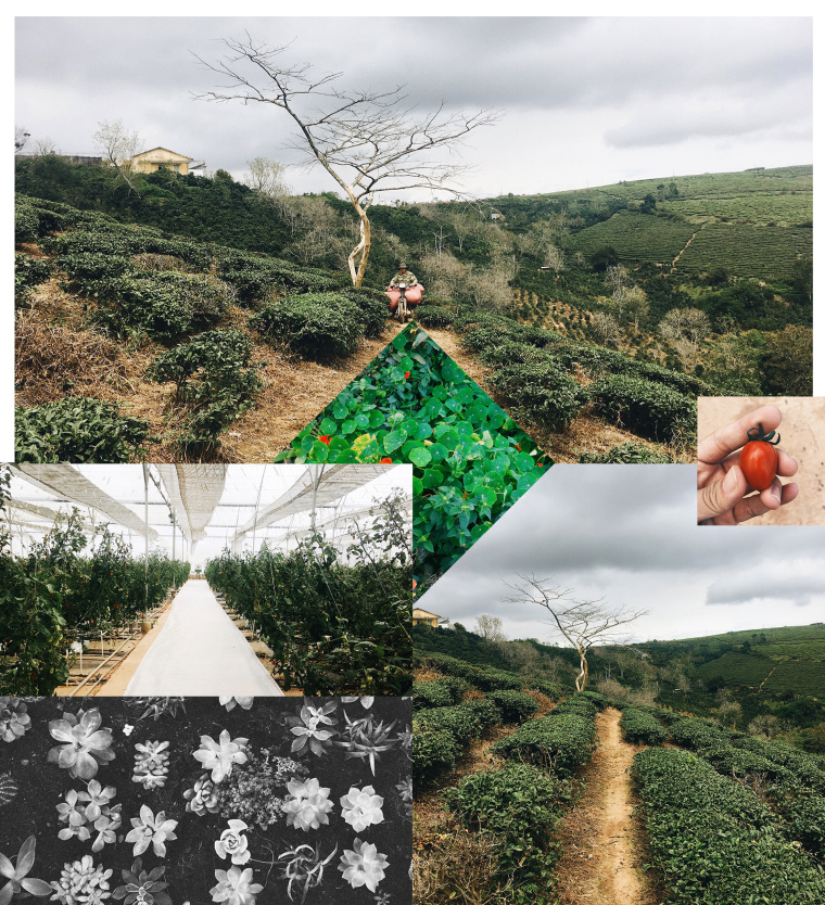 Cau Dat農(nóng)場插畫式包裝設(shè)計-農(nóng)場勘察調(diào)研