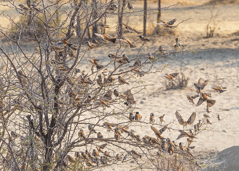 Pássaro金鳥飼料口糧包裝設(shè)計(jì)，手繪小鳥的圖案包裝