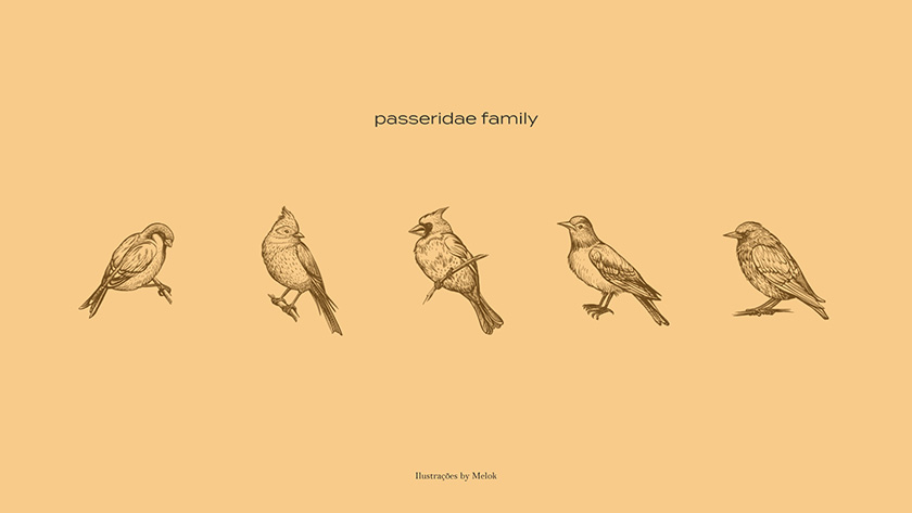 Pássaro金鳥飼料口糧包裝設(shè)計(jì)，手繪小鳥的圖案包裝