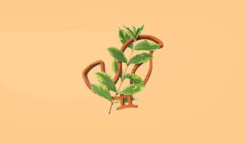 Pássaro金鳥飼料口糧包裝設(shè)計(jì)，手繪小鳥的圖案包裝