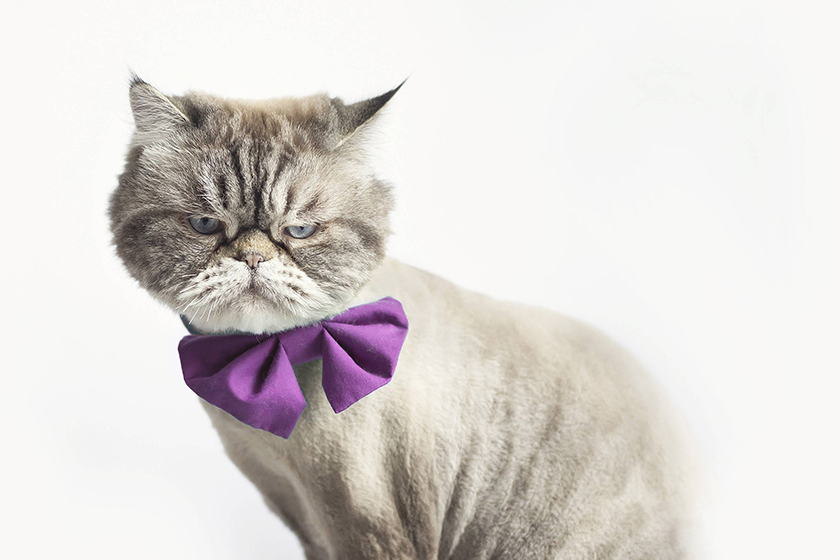 Feed Beast 貓狗寵物食品品牌形象設(shè)計(jì)吉祥物設(shè)計(jì)