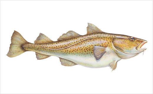 海魚圖片 海魚圖片