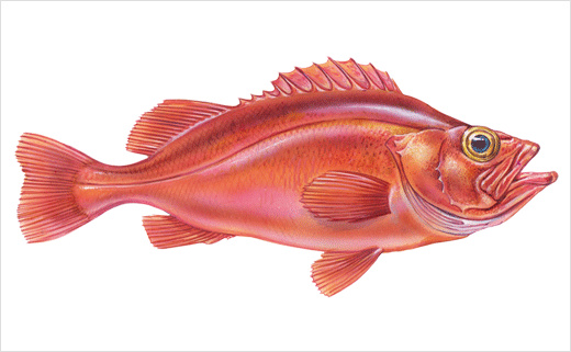 海魚圖片 海魚圖片