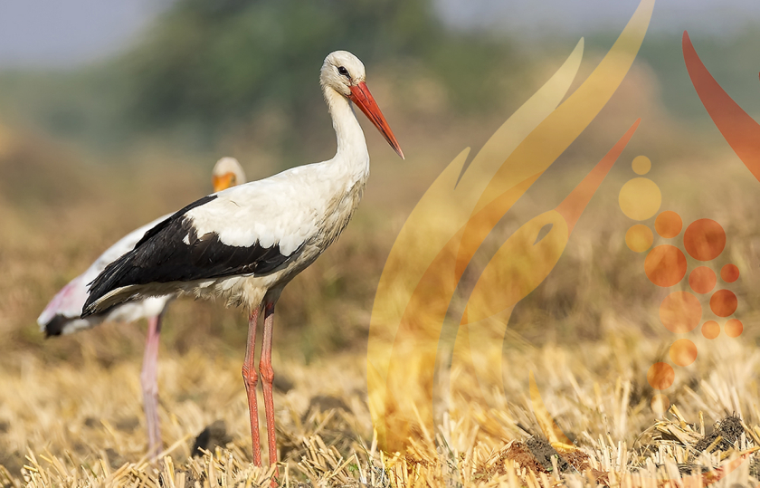 摩爾多瓦釀酒師協(xié)會(huì)logo設(shè)計(jì)“地圖+酒滴+葡萄+白鸛展翅+火”