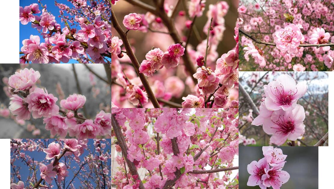 Espa?o Dermato 皮膚病醫(yī)療診所及醫(yī)美醫(yī)院logo設(shè)計(jì)vi設(shè)計(jì)，桃花元素