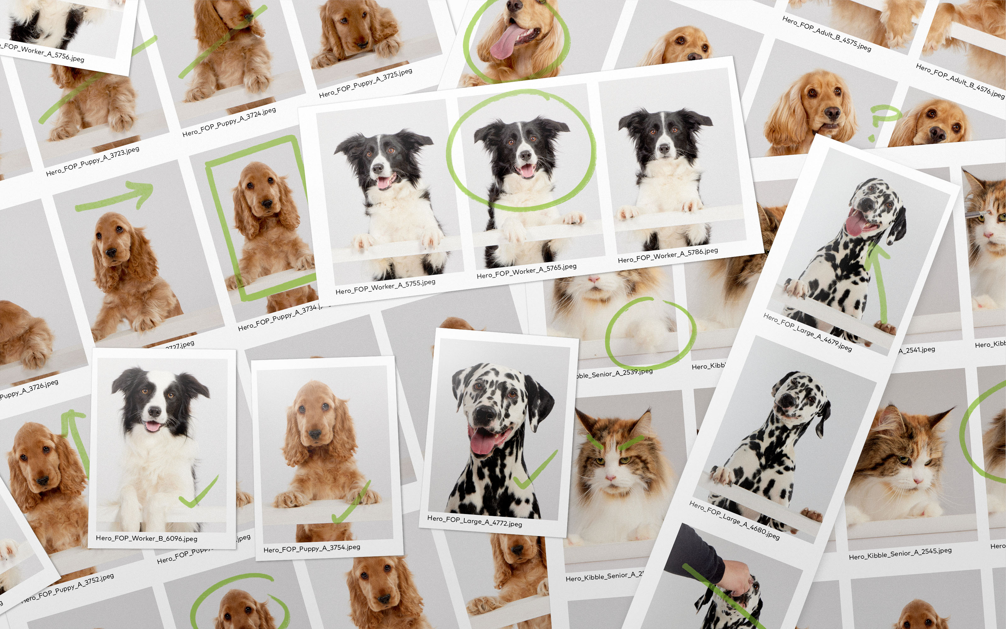 Harringtons哈靈頓貓糧狗糧寵物食品包裝設(shè)計,“草地動物”視覺貫穿所有包裝-攝影 Harringtons哈靈頓貓糧狗糧寵物食品包裝設(shè)計,“草地動物”視覺貫穿所有包裝-攝影