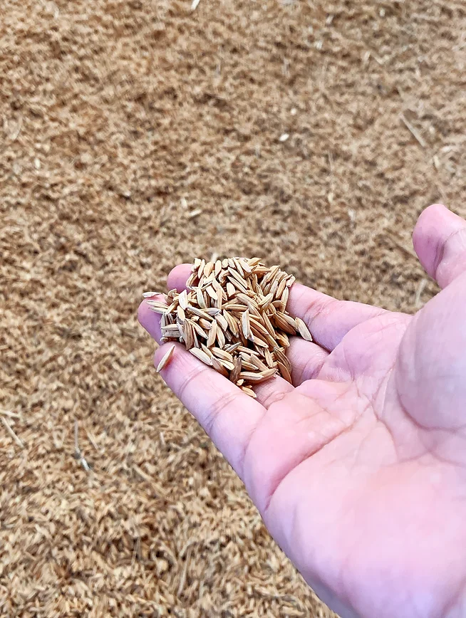 SRISANGDAO RICE 泰國大米禮盒包裝設(shè)計“大米壓花+稻殼成型”