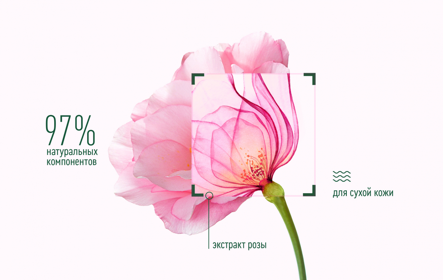 Clean Line 更新化妝品包裝設(shè)計(jì),綠色背景+粉色花卉插畫 Clean Line 更新化妝品包裝設(shè)計(jì),綠色背景+粉色花卉插畫