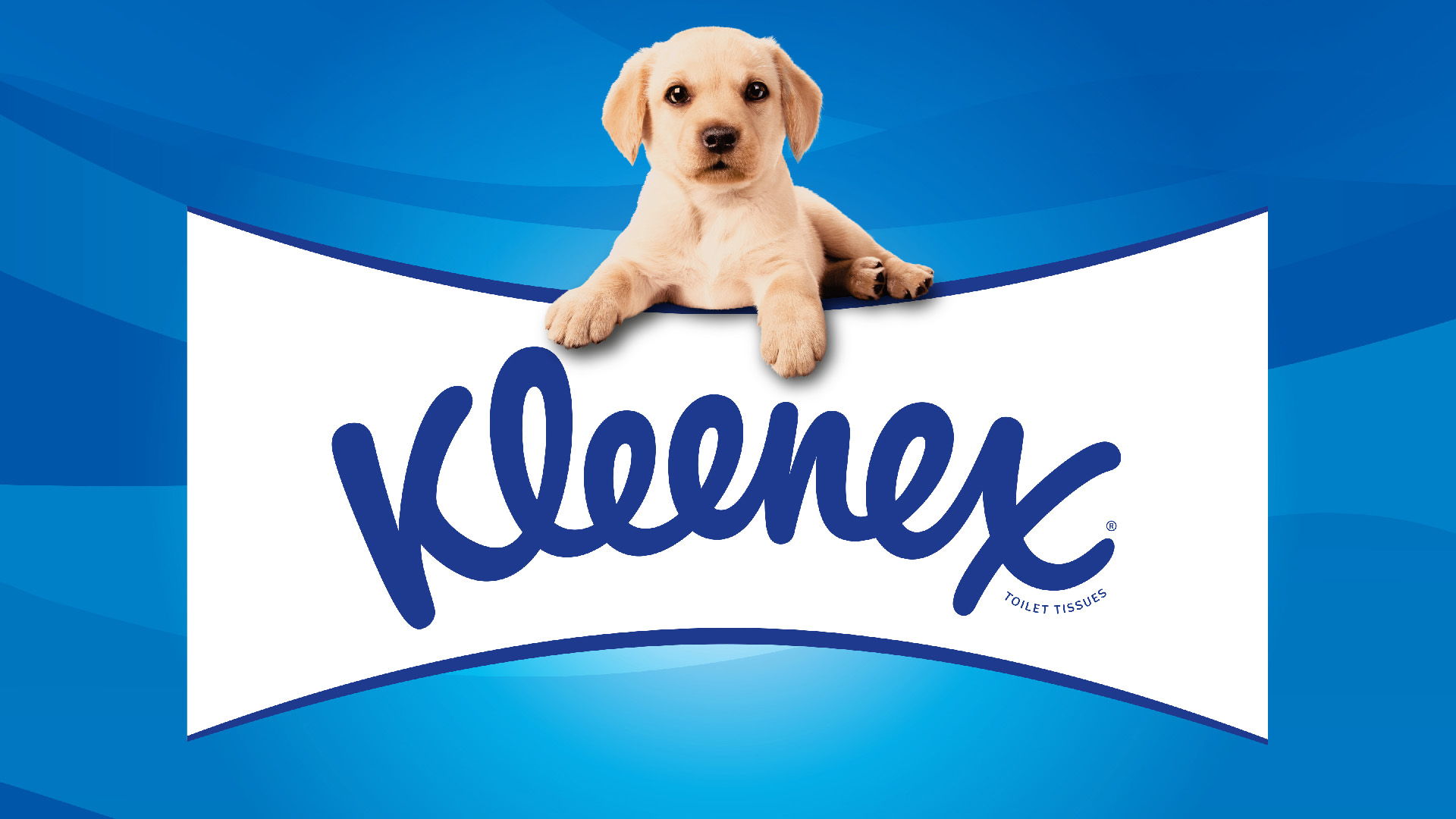 Kleenex 衛(wèi)生紙包裝設(shè)計拉布拉多小狗元素